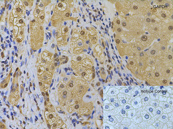 GAPDH Antibody