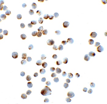 GAPDH Antibody