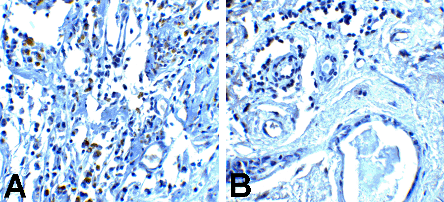 PD1 Antibody [8A4]