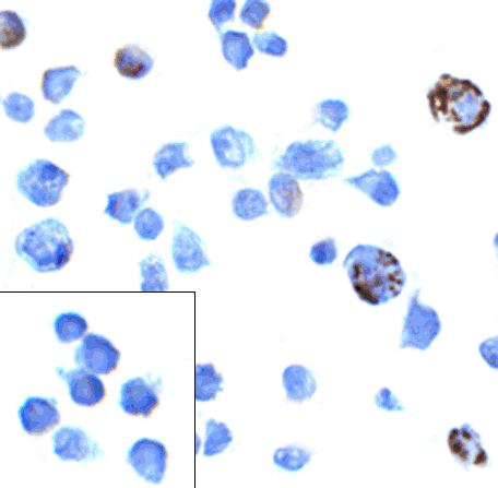 PD1 Antibody [8A4]