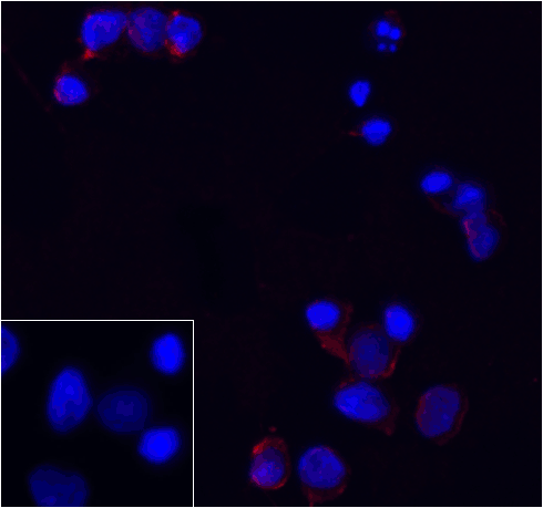 PD1 Antibody [8A4]