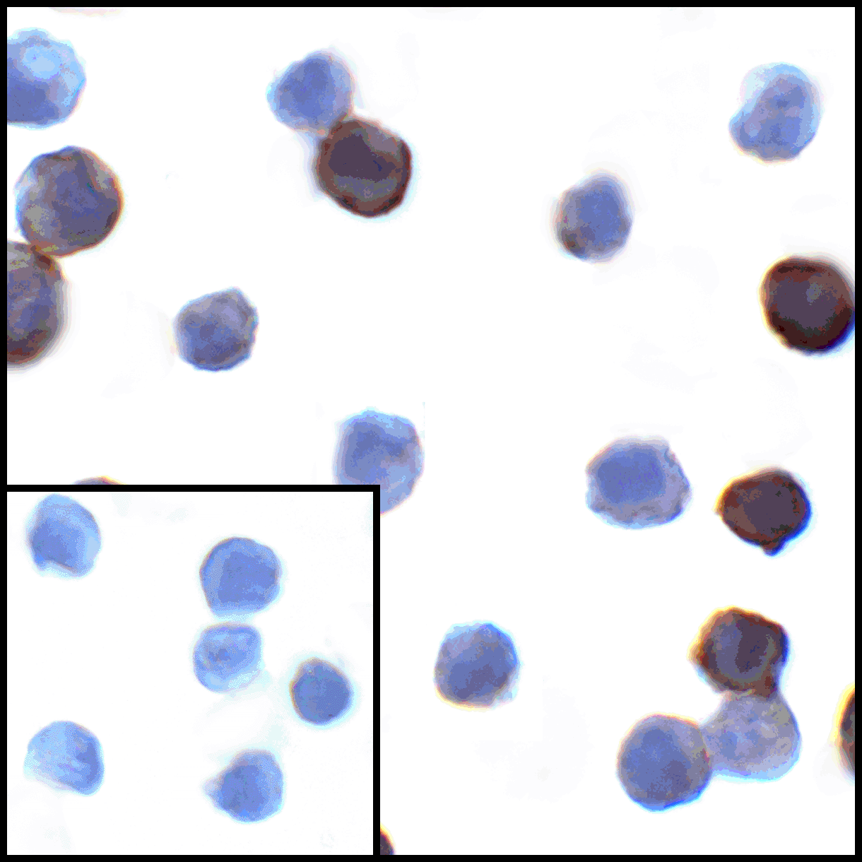 PDL1 Antibody [6H10]