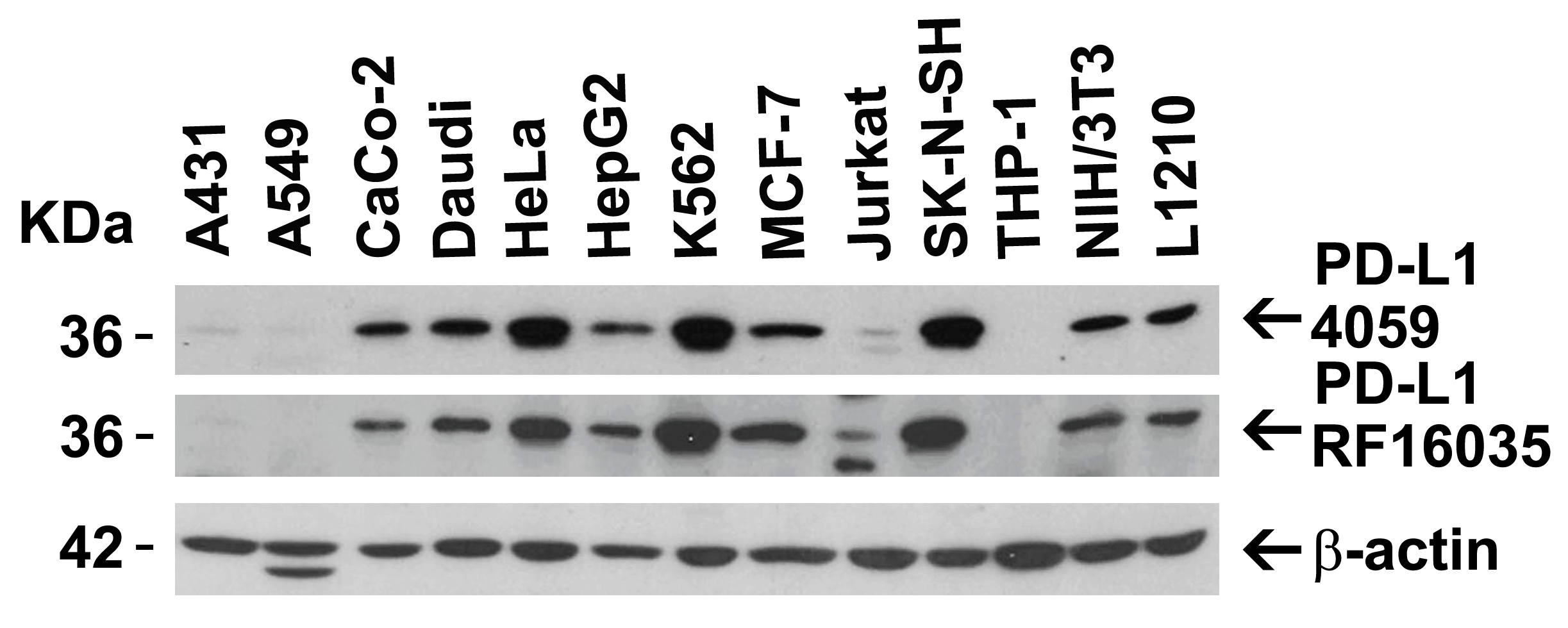 CD274 Antibody