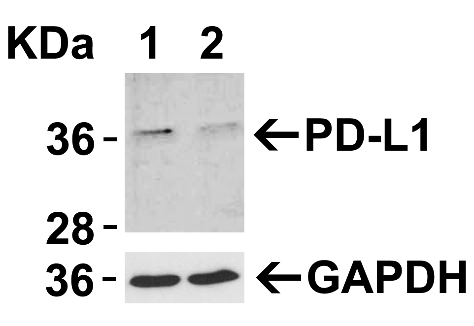 CD274 Antibody