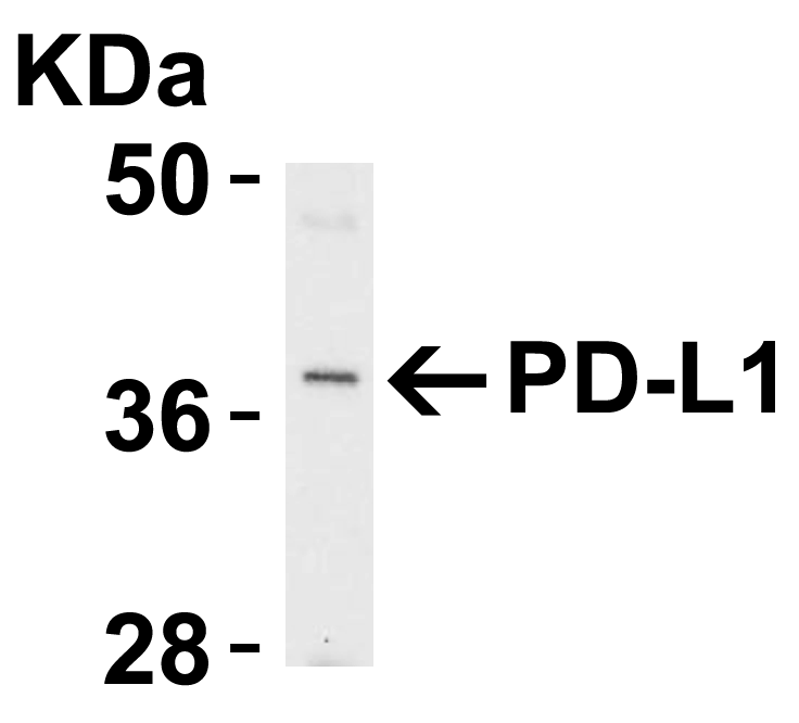 PDL1 Antibody [6H10]