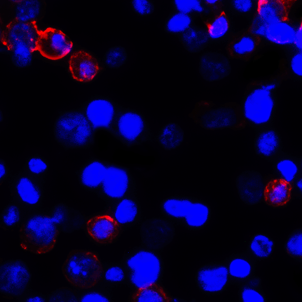PDL1 Antibody [6H10]
