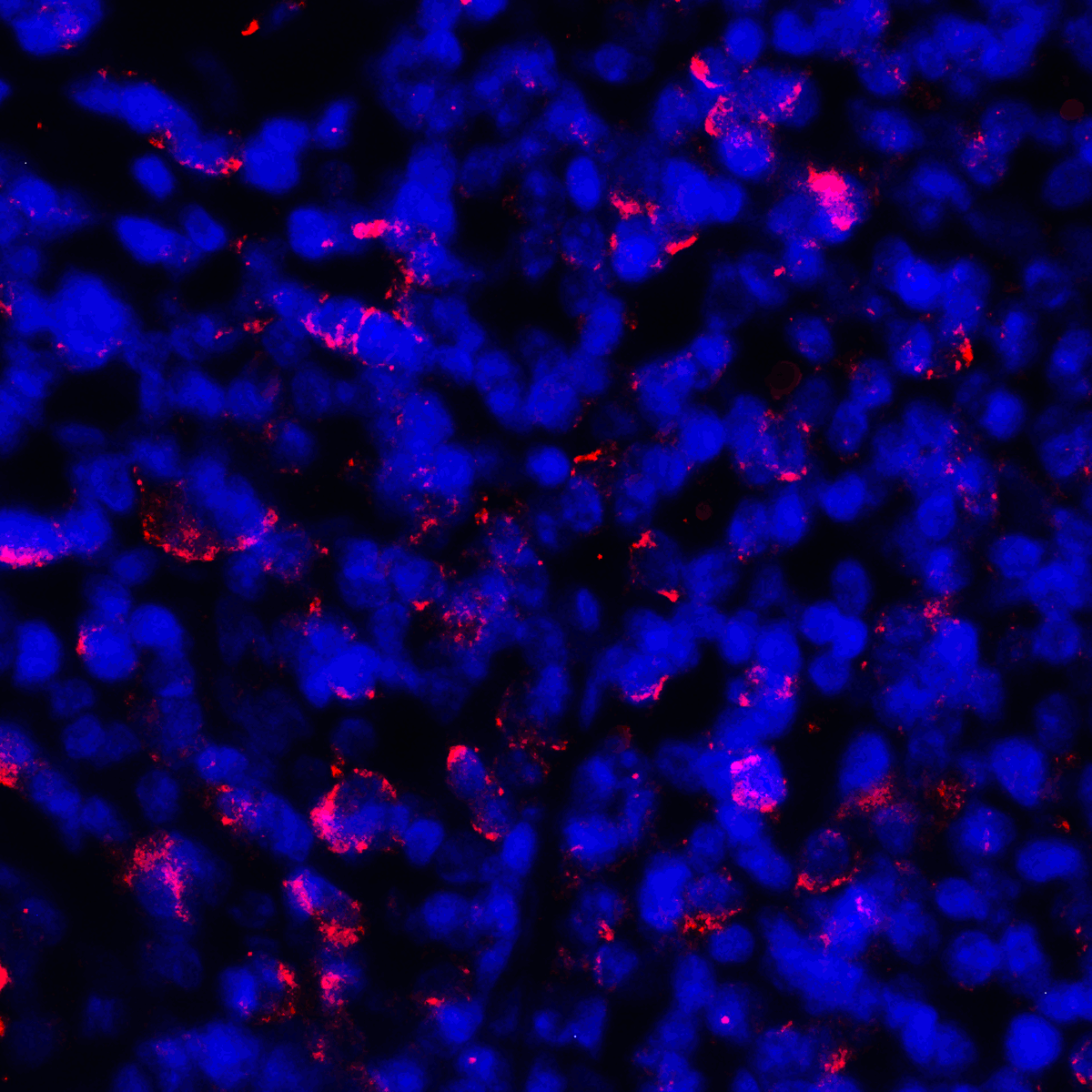 PDL1 Antibody [6H10]
