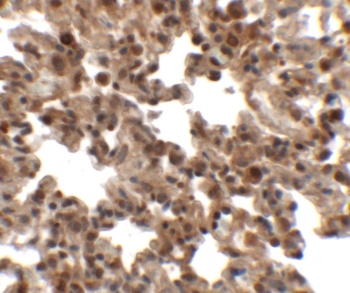 FXYD7 Antibody