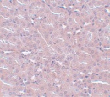 FRMPD2 Antibody