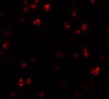 FRMPD1 Antibody