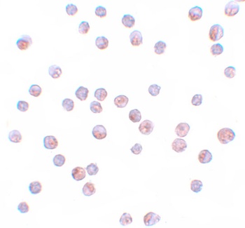 FOXO4 Antibody