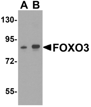FOXO3 Antibody