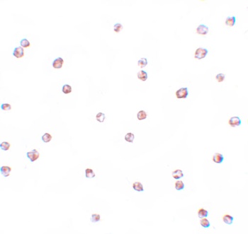 FOXO3 Antibody