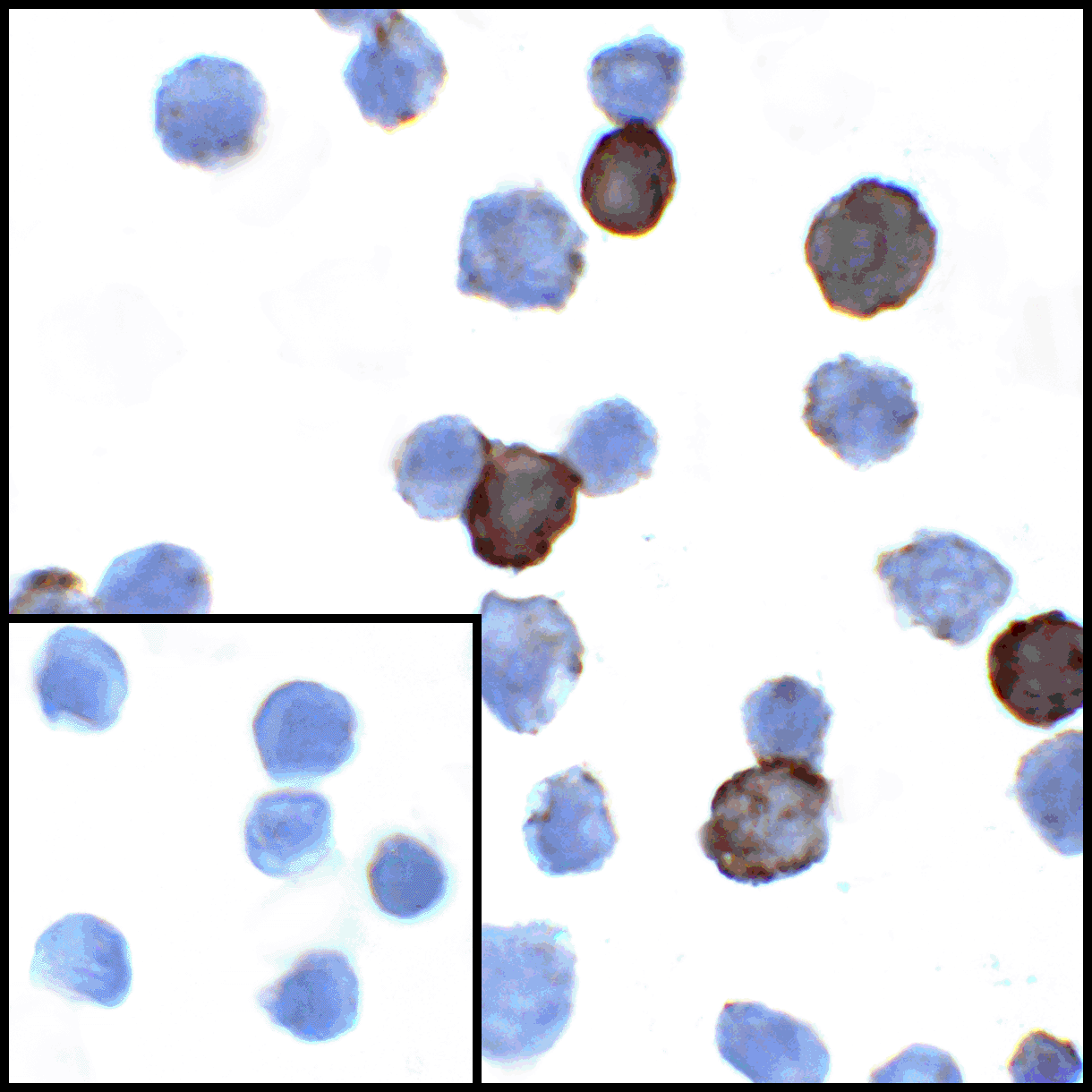 PDL1 Antibody [4F2]