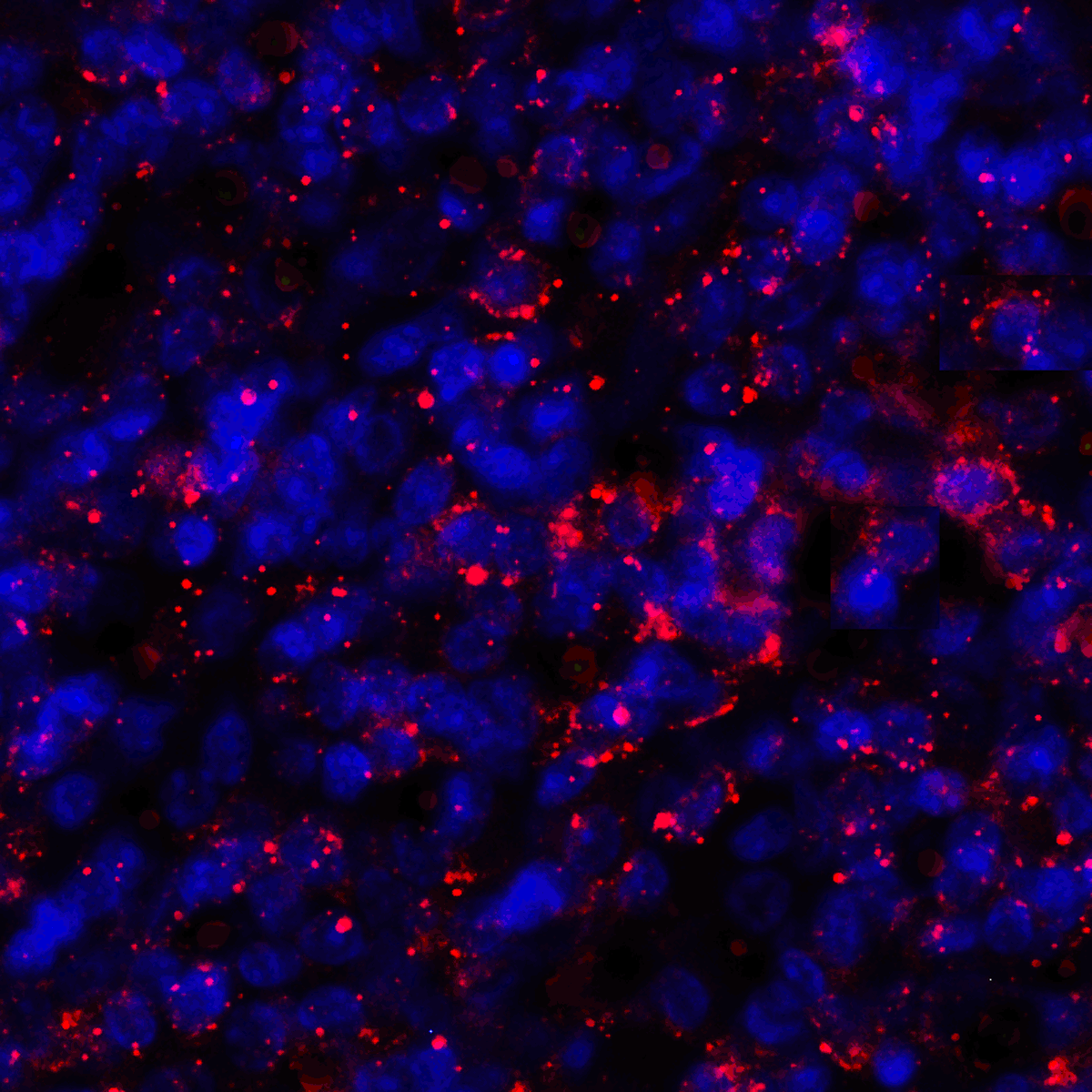 CD274 Antibody