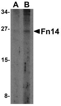 Fn14 Antibody