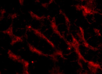 Fn14 Antibody