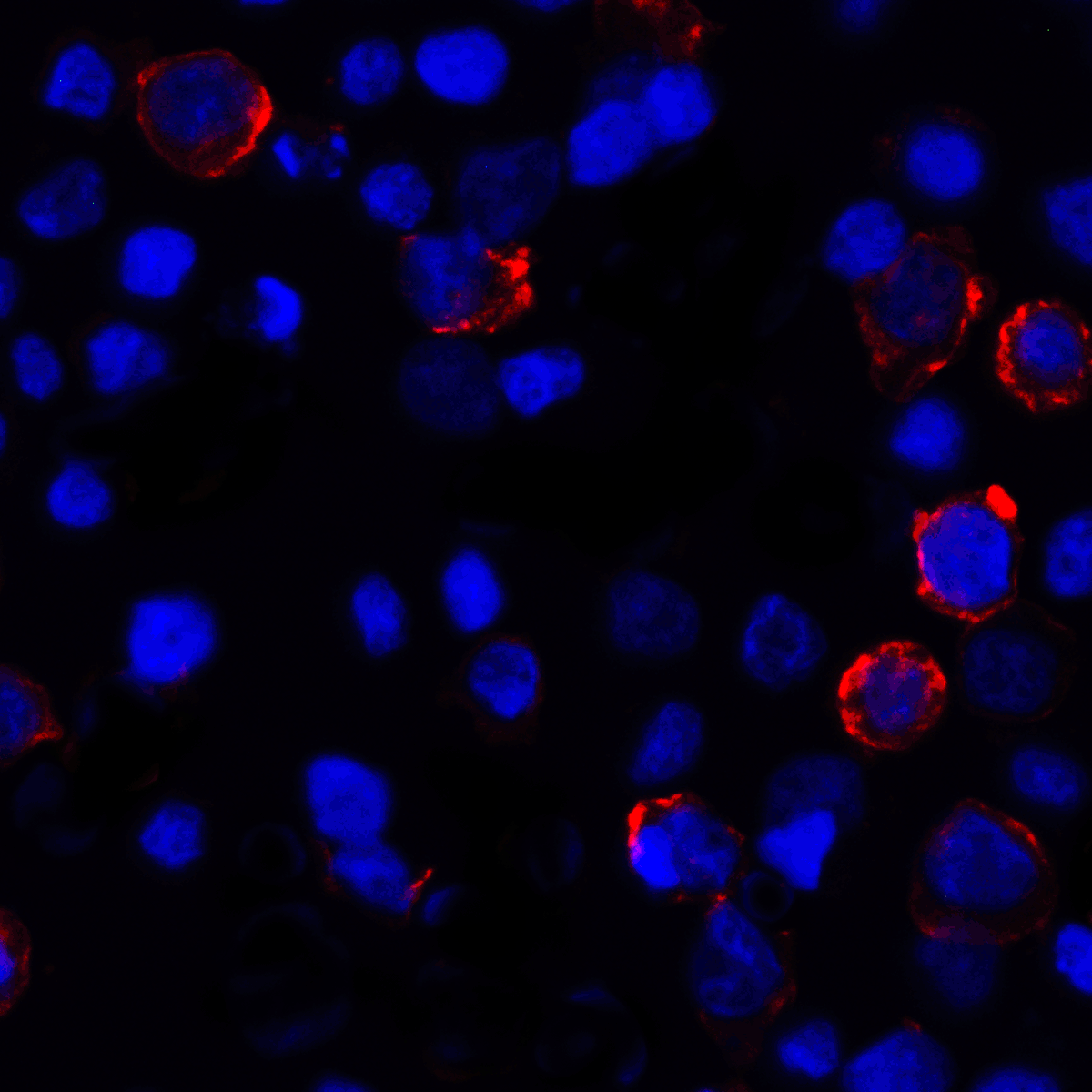 CD274 Antibody