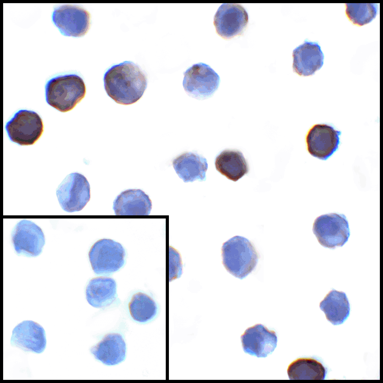 PDL1 Antibody [2D6]