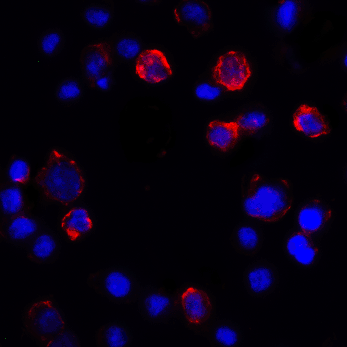 PDL1 Antibody [2D6]