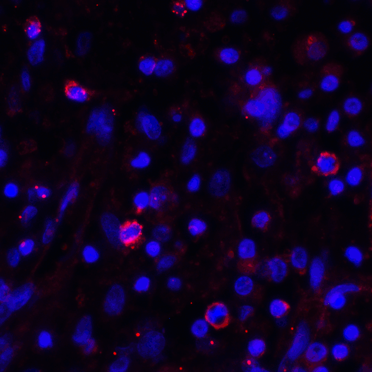 PDL1 Antibody [2D6]