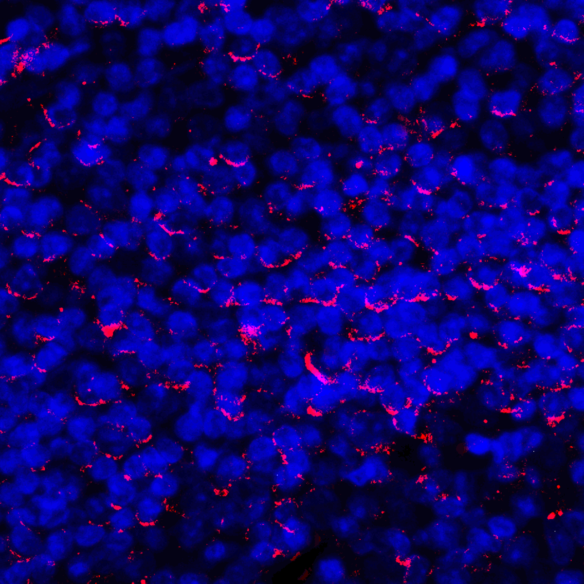 PDL1 Antibody [2D6]