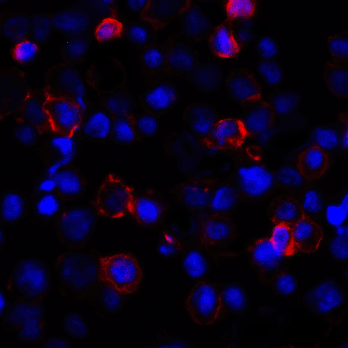 PDL1 Antibody [1F11]