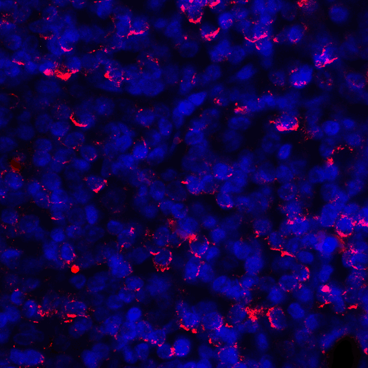 PDL1 Antibody [1F11]