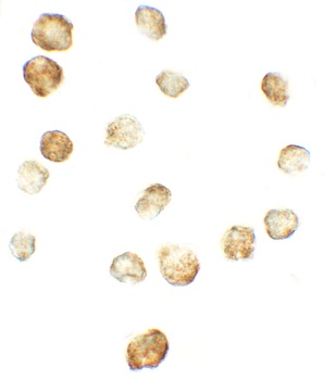 FKBP12 Antibody