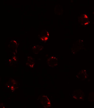 FKBP12 Antibody