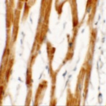 FCHO2 Antibody