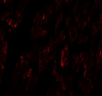 FCHO2 Antibody