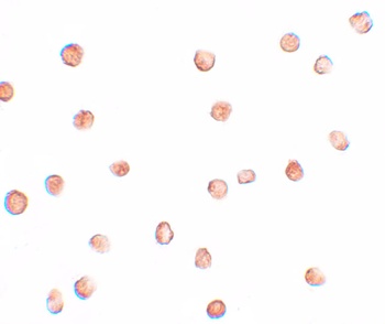 FAM82A1 Antibody