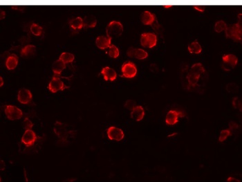 FAM82A1 Antibody