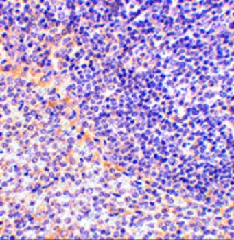 FAF1 Antibody