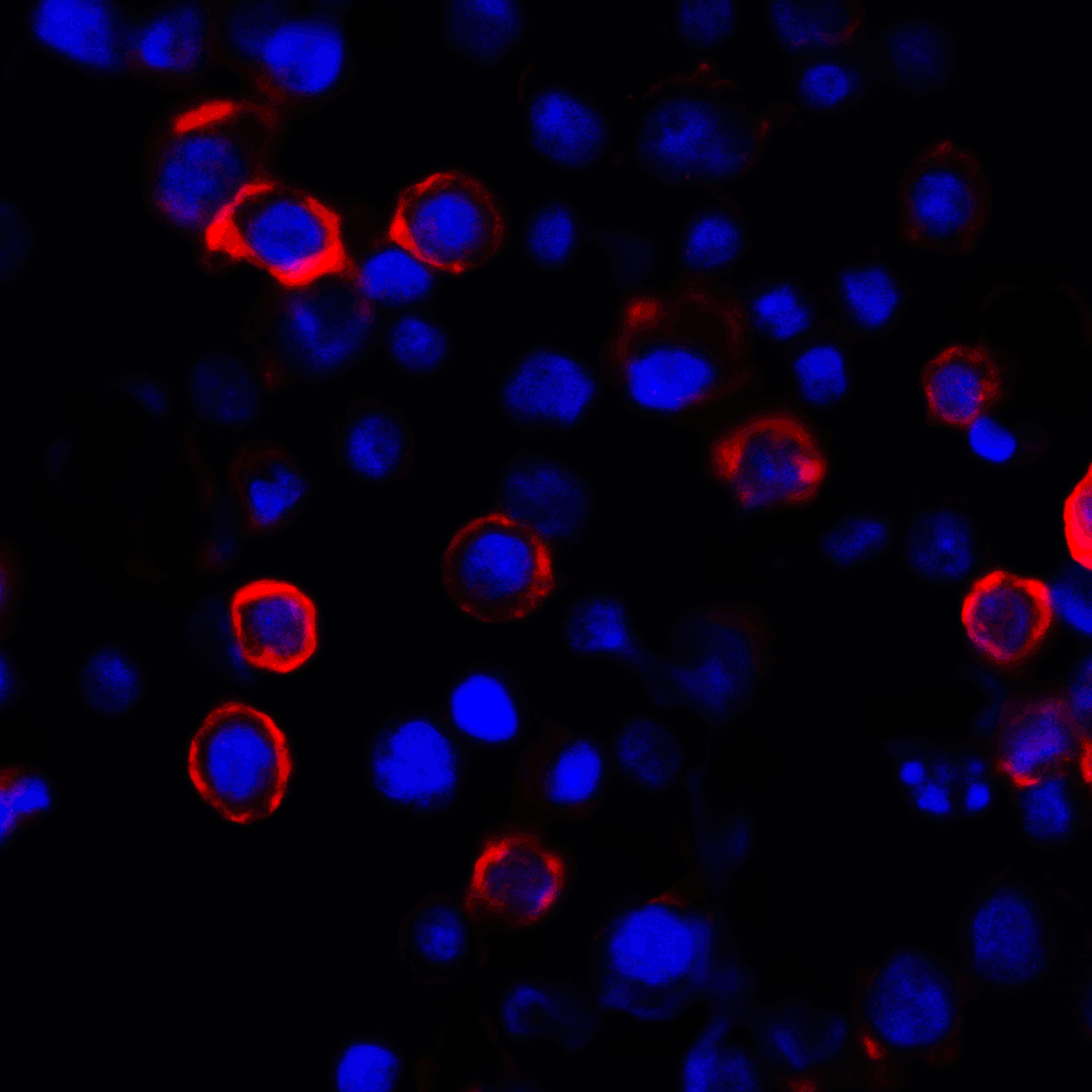 CD274 Antibody