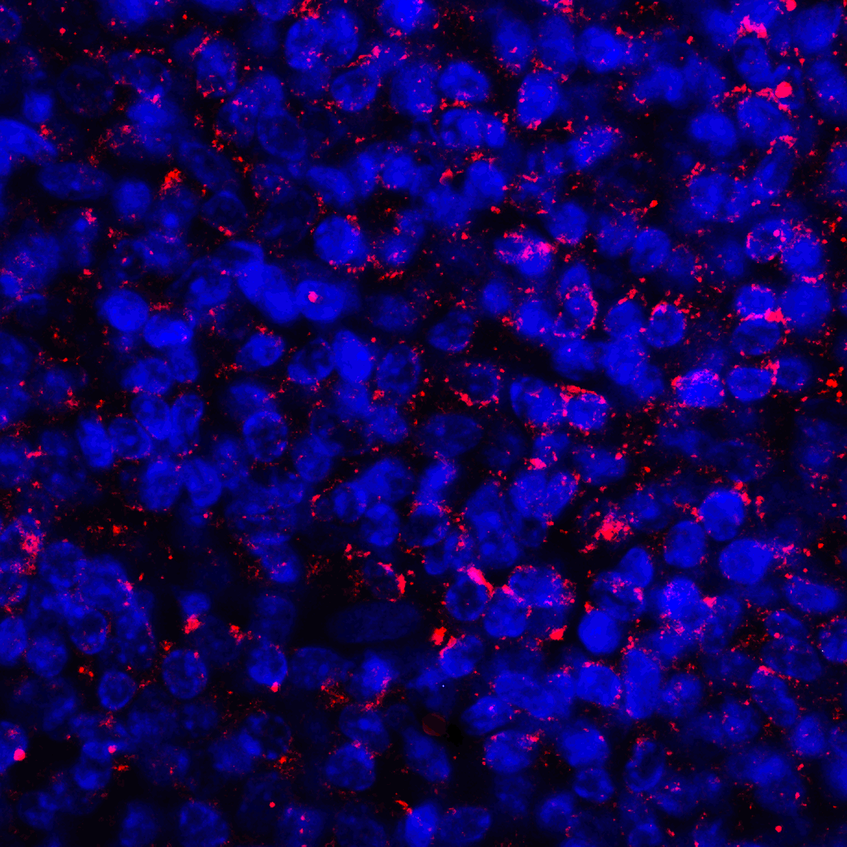 CD274 Antibody