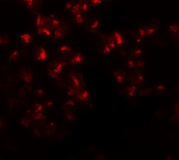 EZH2 Antibody