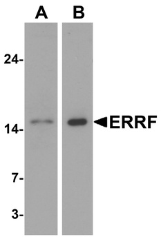 C1orf64 Antibody