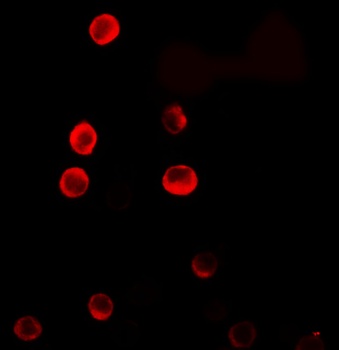 C1orf64 Antibody
