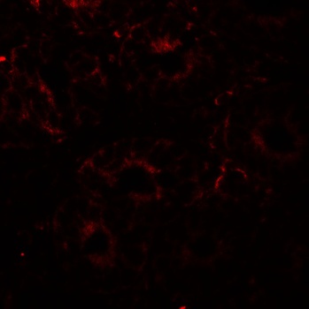 ERp72 Antibody