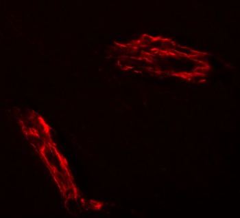 EPAC1 Antibody