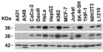 PD-L1 Antibody