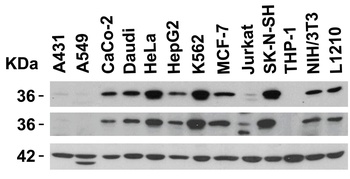 CD274 Antibody