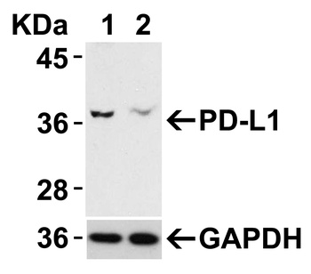 PD-L1 Antibody