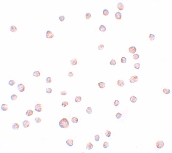 ENC-2 Antibody