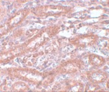 ENC-1 Antibody