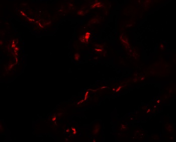 EMX2 Antibody