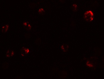 EIG121 Antibody