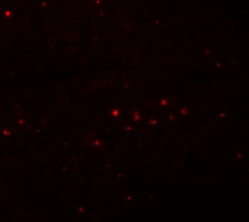 EFHD1 Antibody